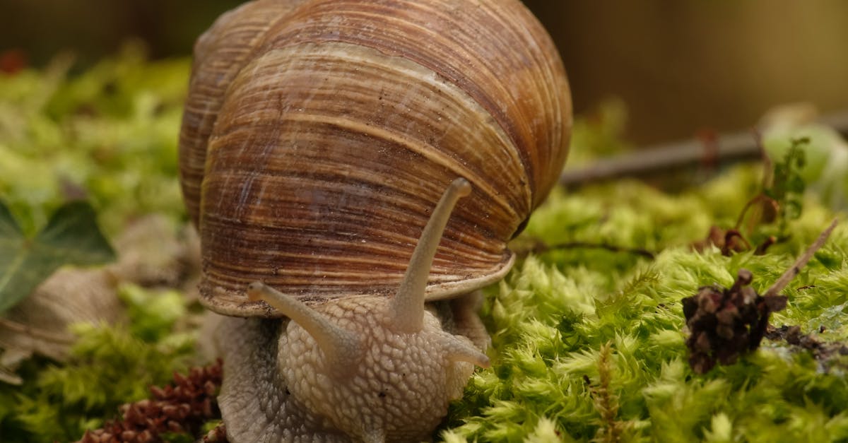 wordpress slugs