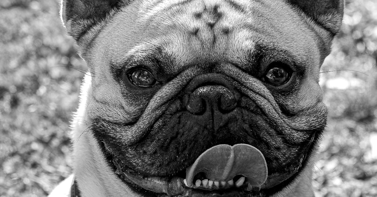 best wordpress websites