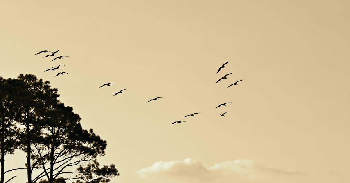 wordpress migration experts