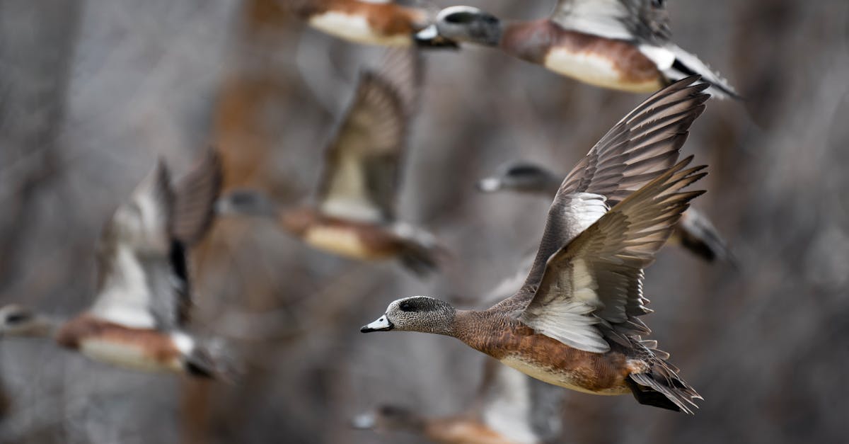 shopify to wordpress migration