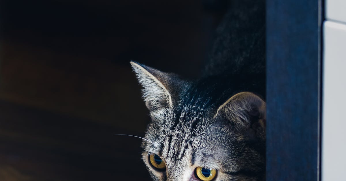 stripe and wordpress