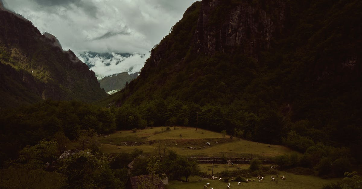 remote wordpress developers