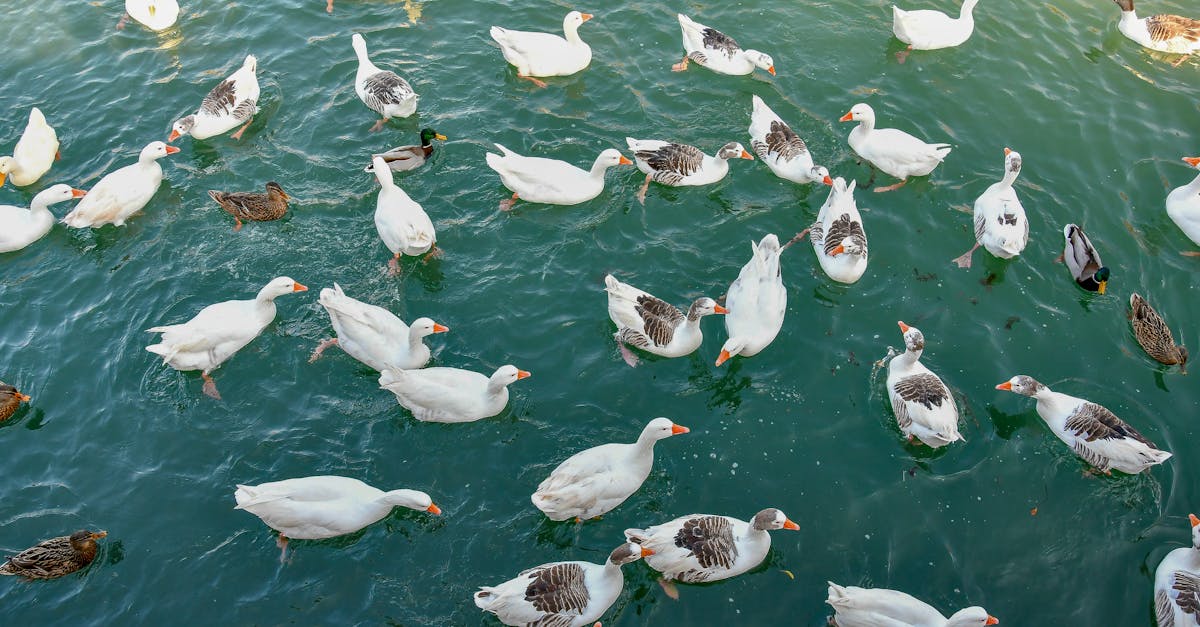 wordpress all in one migration