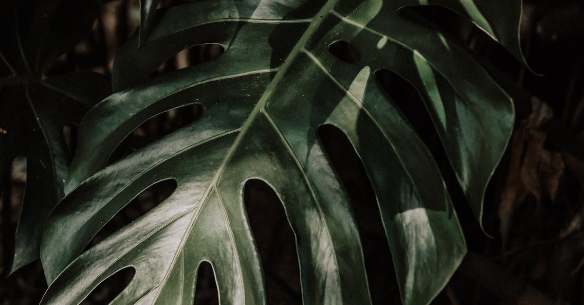 how to add a contact form in wordpress