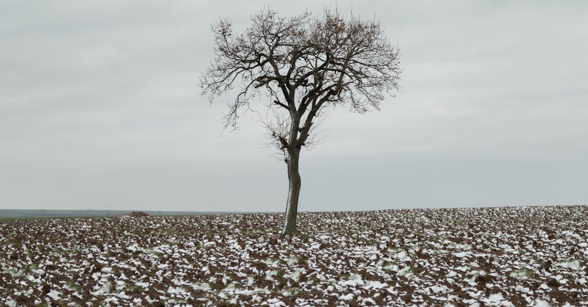 neve wordpress