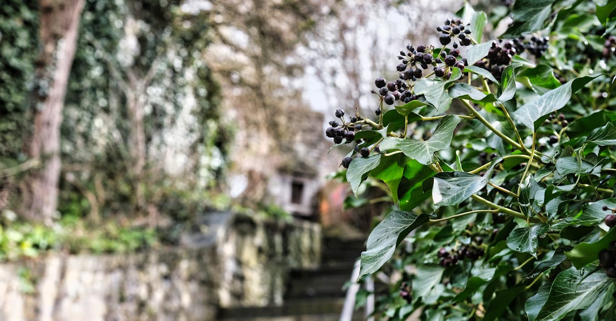 wordpress aachen