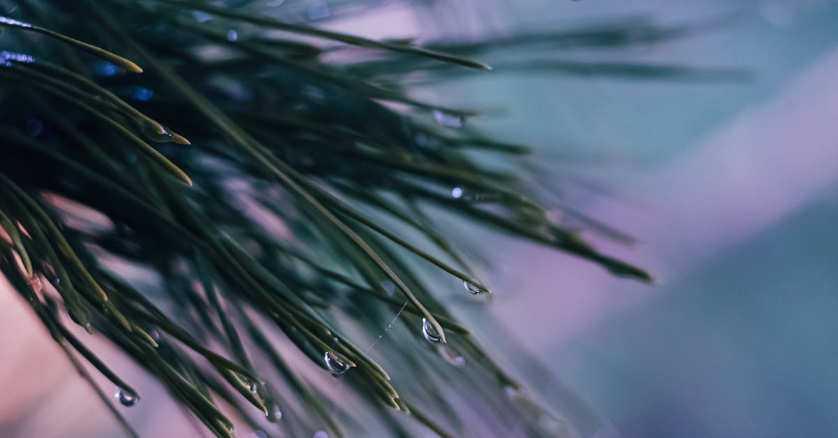 digitalocean wordpress droplet