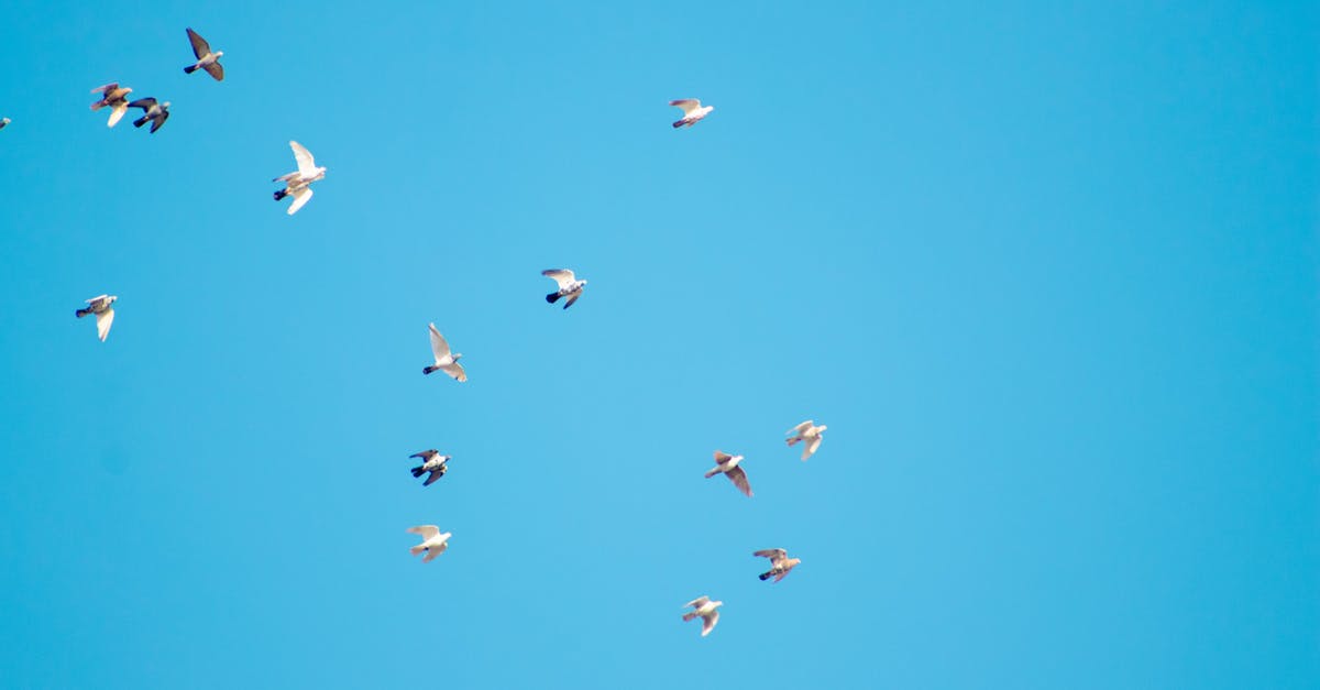 wordpress migration expert
