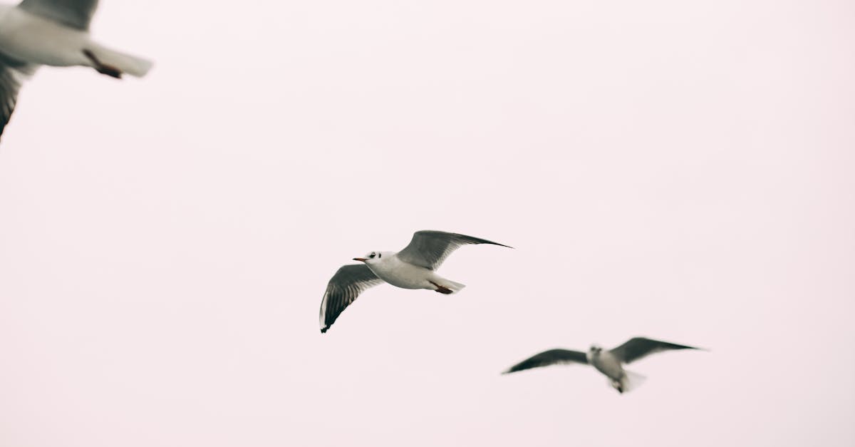 migrate weebly to wordpress