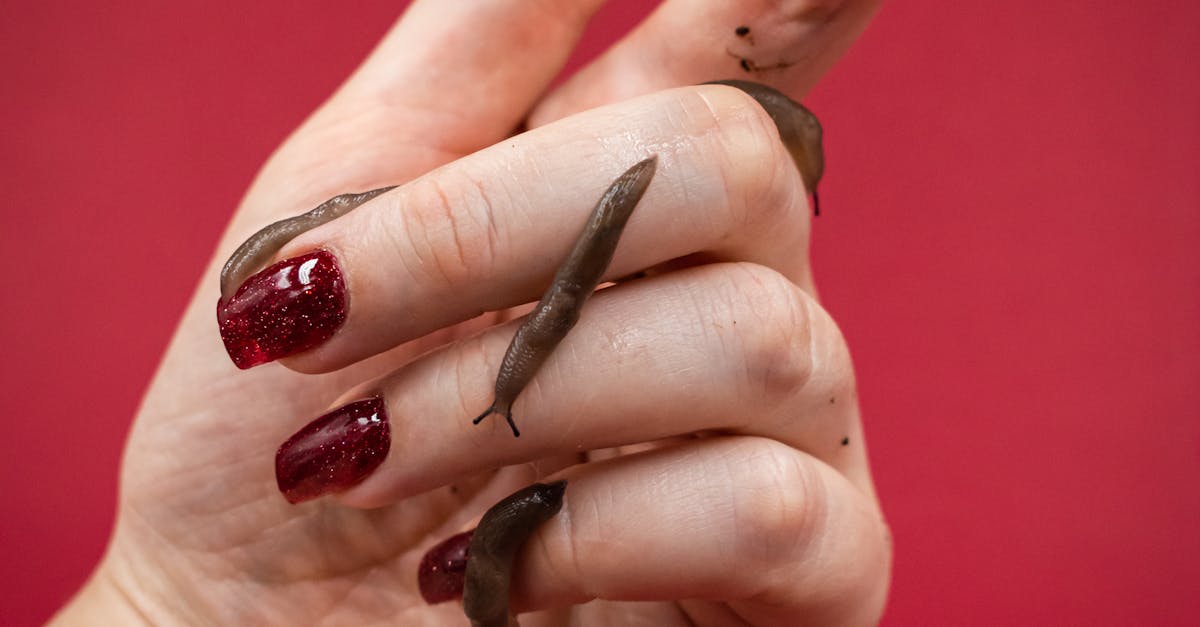 slug wordpress