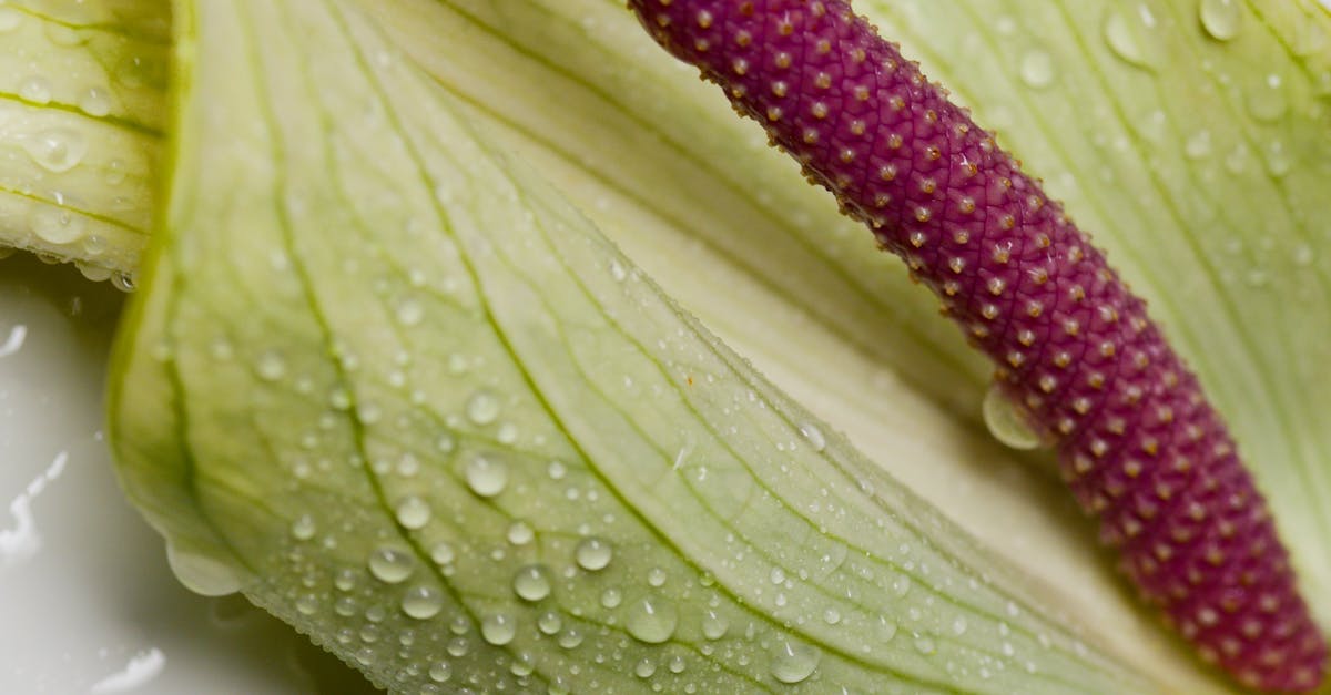 wordpress image editor