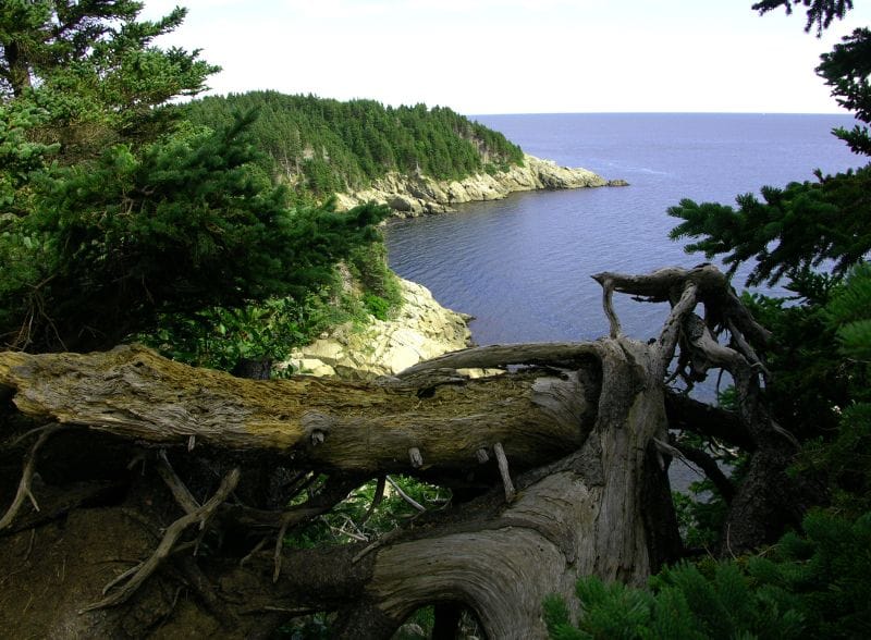 Website SEO Audit Cape Breton Canada