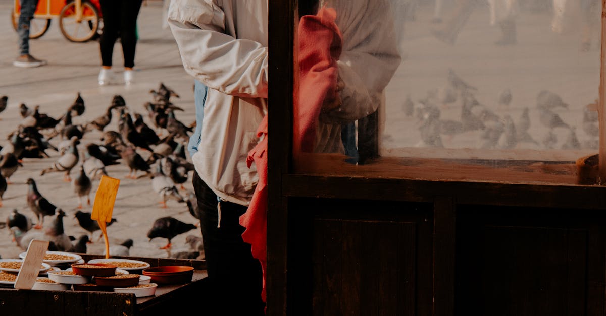how to add instagram feed to wordpress