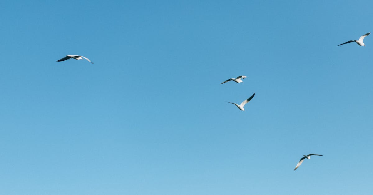 wordpress migration services