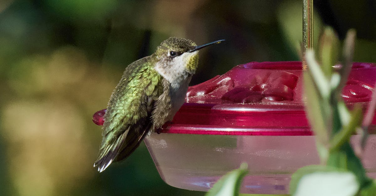 hummingbird wordpress