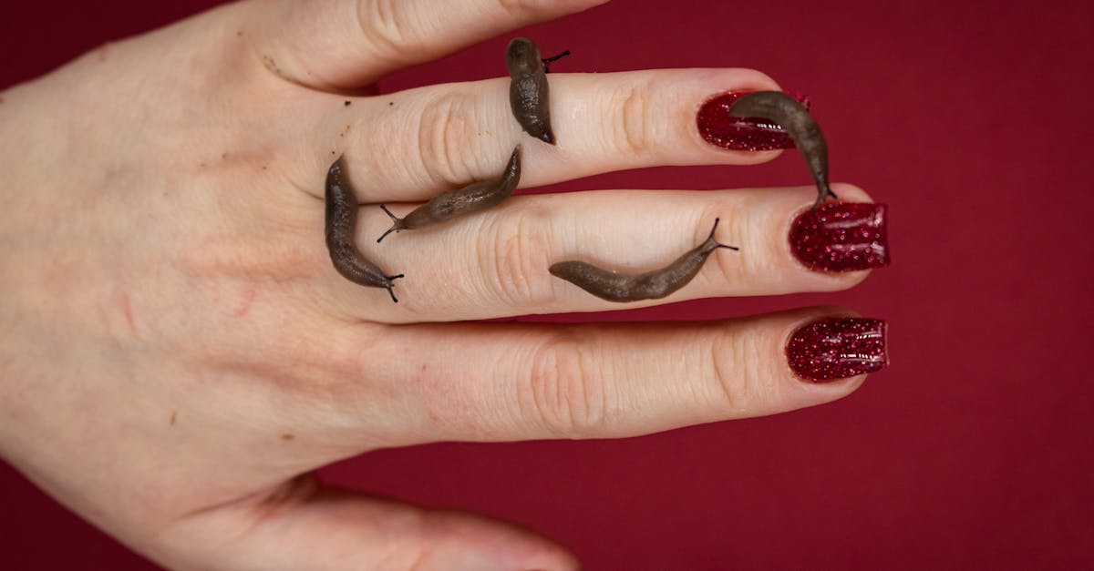 slug in wordpress