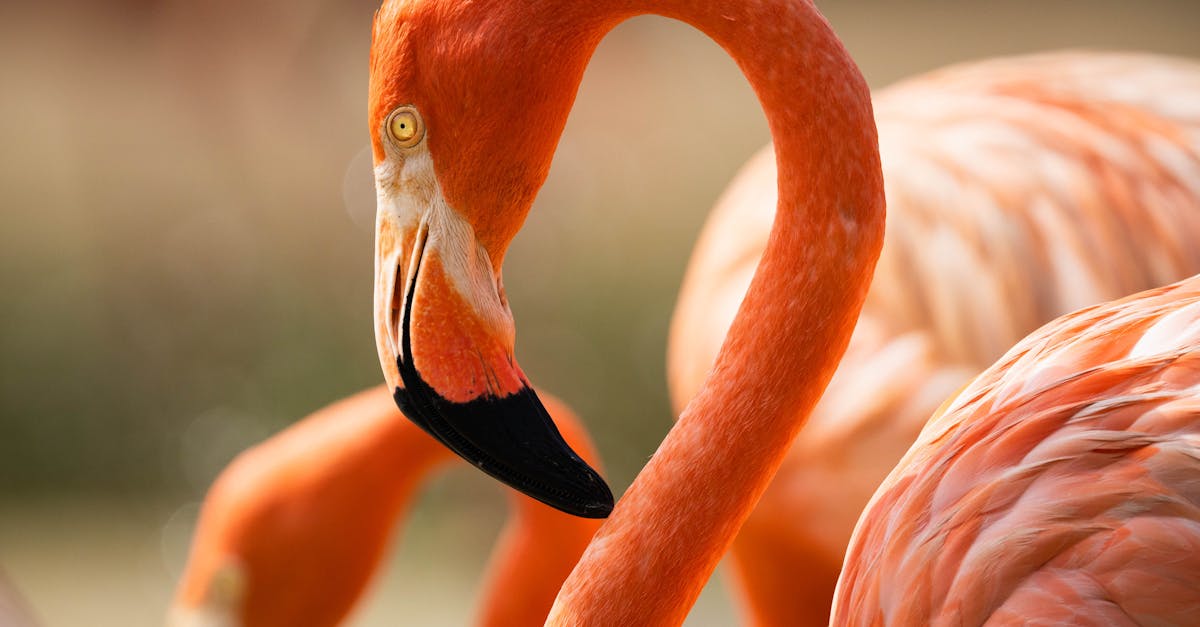 wordpress rss feed