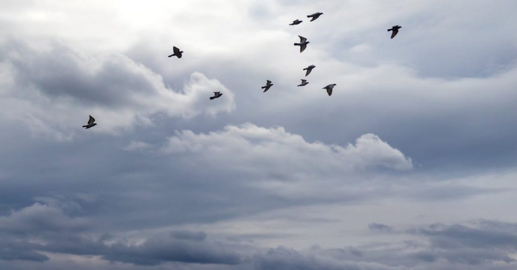 migrate blogger to wordpress
