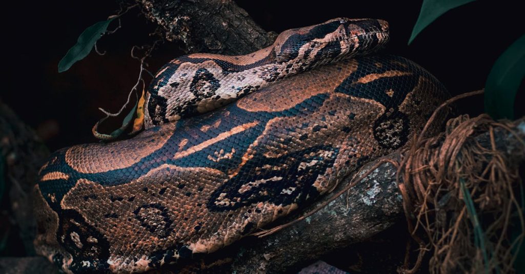 python wordpress