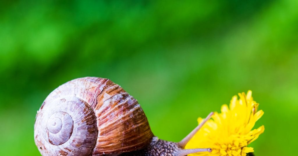 wordpress loading slow
