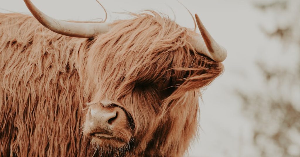 wordpress für anfänger