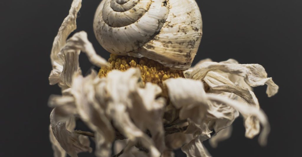 slug in wordpress