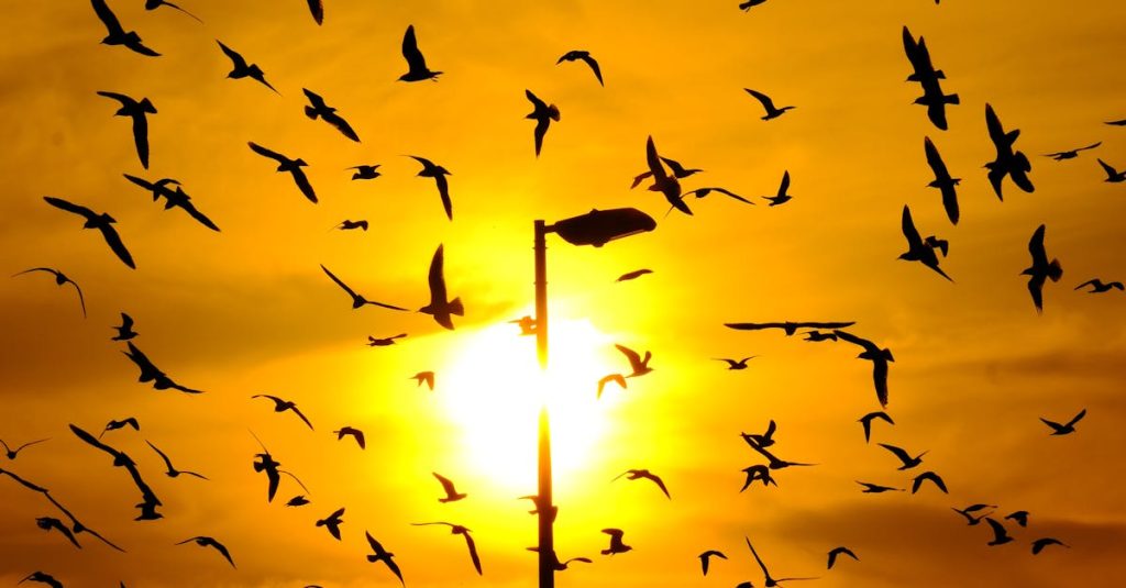 free wordpress migration plugin