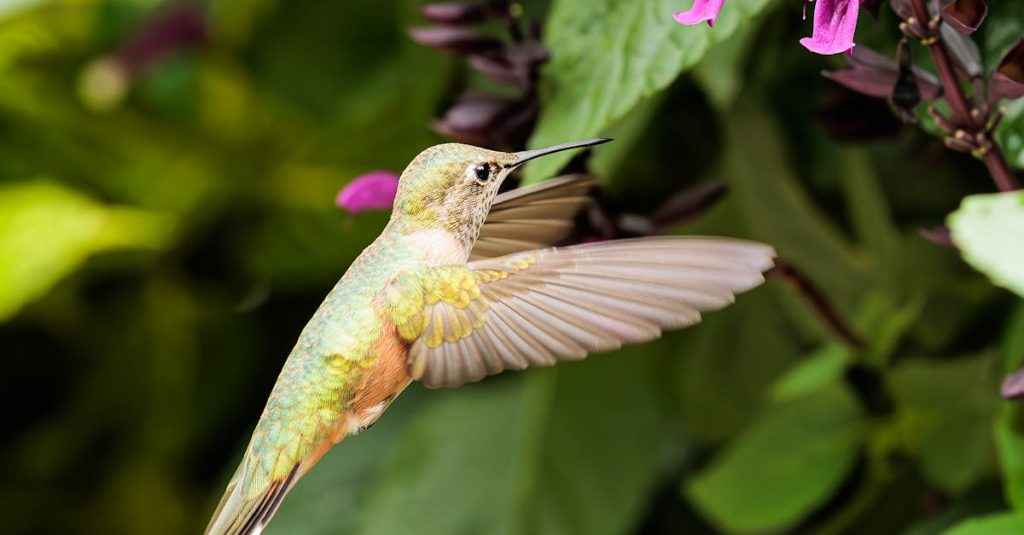 colibri wordpress