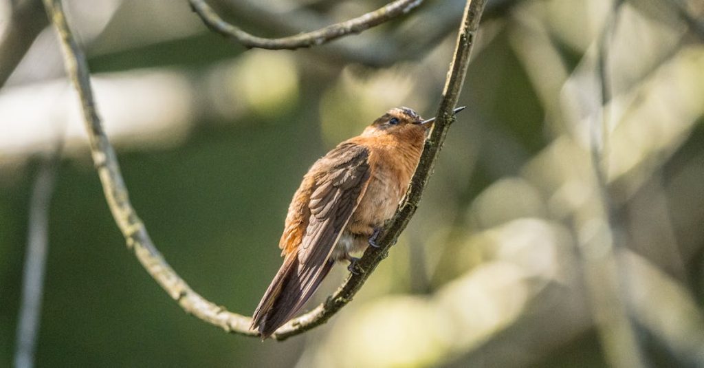 hummingbird wordpress