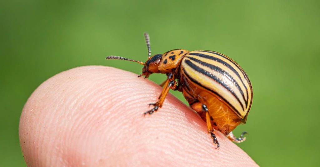 taxonomies wordpress