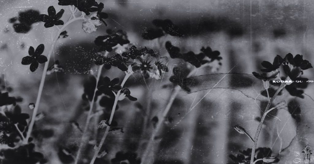 author wordpress themes