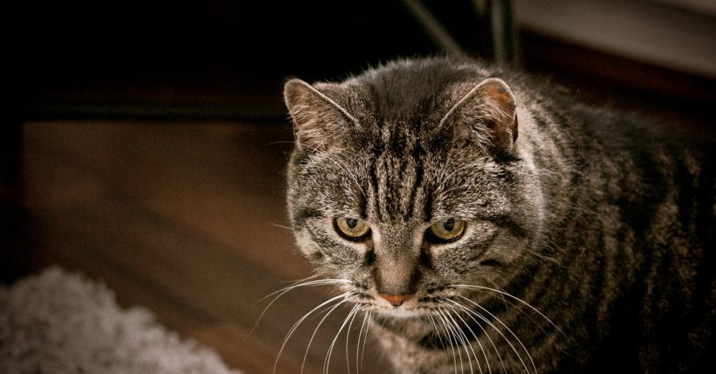 stripe wordpress integration