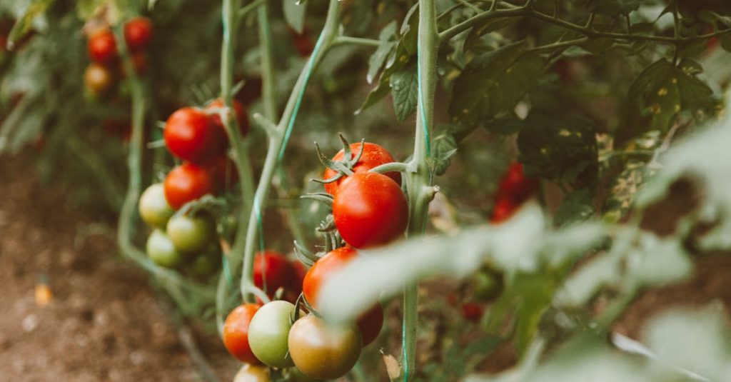 wordpress crop image