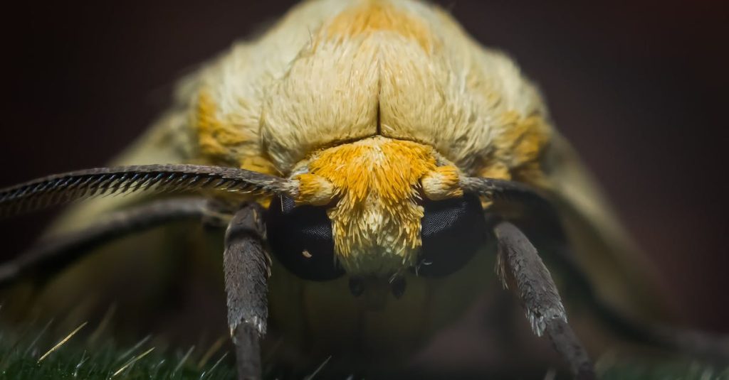 bug wordpress