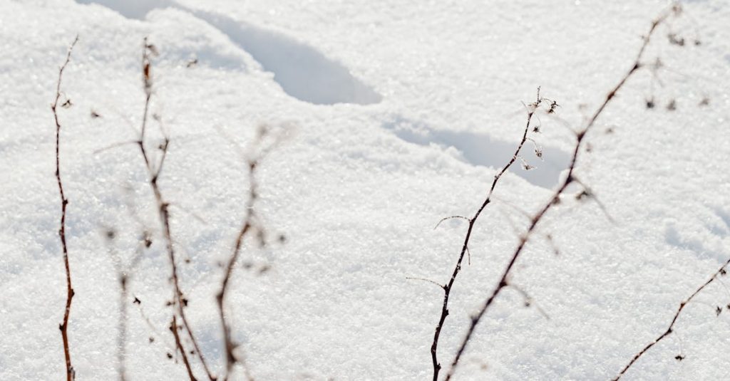 wordpress featured image dimensions