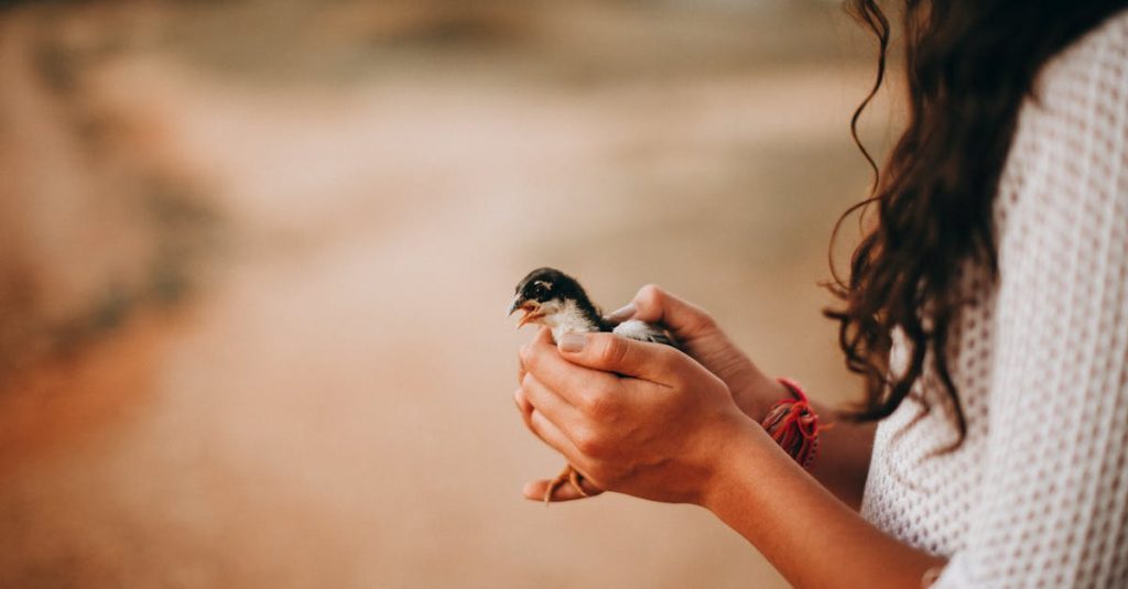 wordpress for small businesses