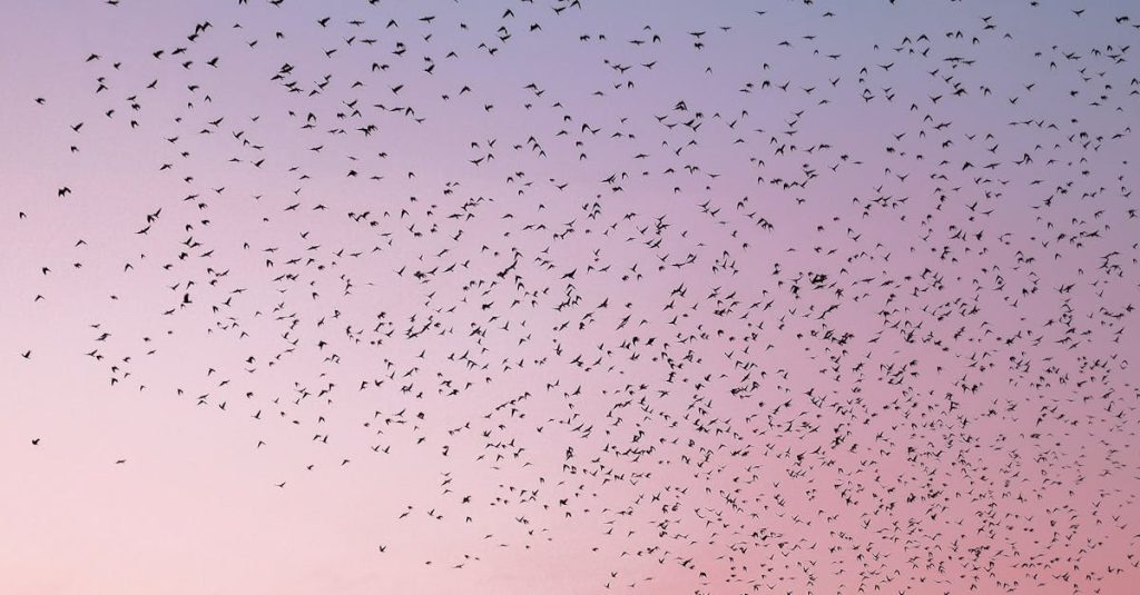 wix to wordpress migration plugin